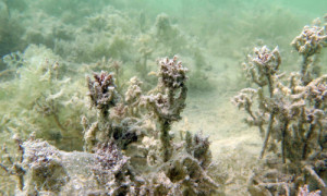 Hornblättrige Armleuchteralge im Stechlinsee. © Foto: Silke Oldorff