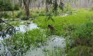 Wiedervernässtes Moor am Polzowkanal mit Krebsschere