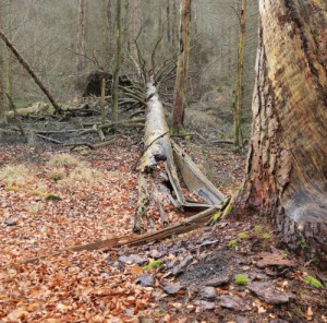 Totholz ist charakteristisch für Moorwälder