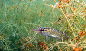 Armleuchteralgen bieten Jungfischen Schutz. © Foto: Silke Oldorff