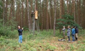 Die Klotzbeute wird an einem Baum aufgehangen.