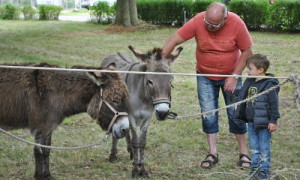 Die Streicheltiere interessierten vor allem die jüngsten Besucher.