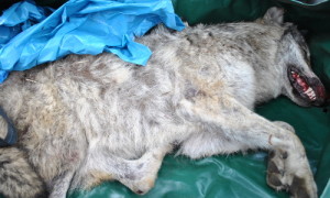 Der tote Wolf wurde zur Untersuchung nach Berlin gebracht.