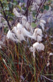 Fruchtendes Wollgras - eine typische Moorpflanze.