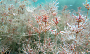 Hornblättrige Armleuchteralge ist eine typische Flachwasserart, kann aber bis 5 Meter Tiefe vorkommen. © Foto: Silke Oldorff