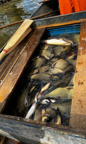 bleie 300x500 Entnahme wühlender Fische zum Schutz von Klarwasserseen