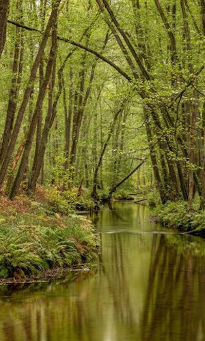 Um die Pflanzen- und Tierwelt zu schützen, dürfen in der Saison nur 150 Boote auf dem Rheinsberger Rhin paddeln. © NaturSchutzFonds Brandenburg