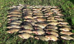 dölsch 300x180 Entnahme wühlender Fische zum Schutz von Klarwasserseen