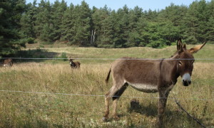 Esel haben sich als wirkungsvolle Landschaftspfleger in den Heideflächen am Zechower Berg erwiesen.