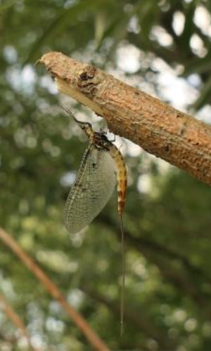 Nach der finalen Häutung bleiben dem Insekt nur wenige Tage für die Paarung und Eiablage.