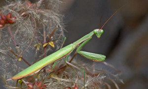 So ein Männchen hat es schon schwer. Beutefang kennt es von den Larvenstadien her, vorsichtig genug, um nicht von grösseren gefressen zu werden, war es auch. Nun kommt aber noch die Suche nach einem passenden Weibchen dazu - und die ist nicht ungefährlich. © Bernd Krüger - www.bkmakro.de