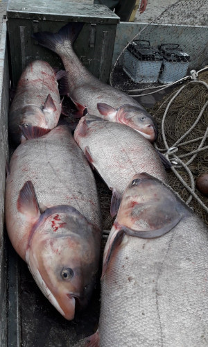 graskarpfen 300x500 Entnahme wühlender Fische zum Schutz von Klarwasserseen