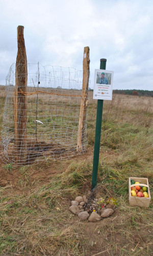 In Gedenken an den Zehdenicker Apfelmann wurde von den Mitgliedern des Vereins "Gemeinsam e.V." ein "Hasenkopf" gepflanzt. © Foto: Dr. Mario Schrumpf