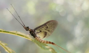 Das Insekt des Jahres 2021: Die Dänische Eintagsfliege Ephemera danica