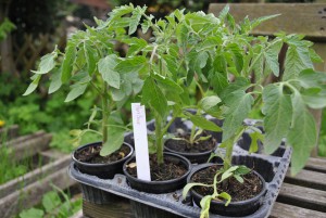 "Harzfeuer" ist Ostdeutschlands beliebteste Tomatensorte.