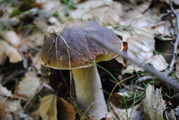 Der unter Naturschutz stehende Steinpilz darf nur für den privaten Gebrauch gesammelt werden.