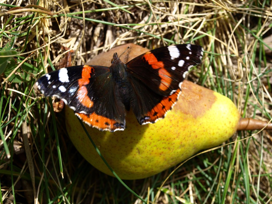 Der Admiral labt sich an der überreifen Birne auf einer Streuobstwiese.