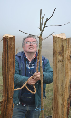 Kurt Lehmann vom Landschaftspflegeverband demonstriert das Anbinden der Bäume.
