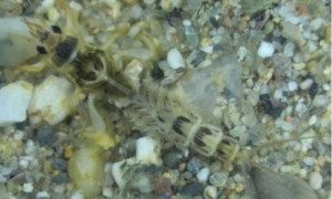 larve 300x180 larve 300x180 365 Tage für die dänische Eintagsfliege