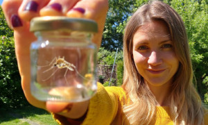 Mücken © FÖN e.V.