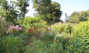 Naturnahe Gärten sind Oasen der biologischen Vielfalt im städtischen Raum