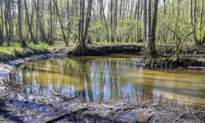 Der Rheinsberger Rhin hat sich tief in die Aue eingegraben.