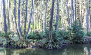 Durch die Eintiefung des Rhins sinkt der Wasserstand in der angrenzenden Aue und schafft der Fichte gute Lebensbedingungen.