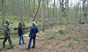 Am Rheinberger Rhin werden vor allem Samenbäume entfernt