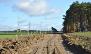 Die wegbegleitende Pflanzung soll dem Wanderer zukünftig Schatten spenden.