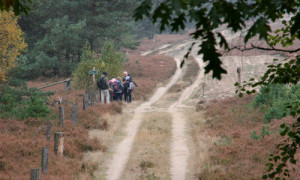 Herbst in der Heide