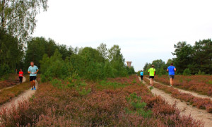 Laufstrecke in der Heide mit Sielmann-Turm im Hintergrund ©Olaf Wolff