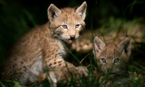 Tierkinder © FÖN e.V.