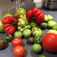 tomaten grünzeug Katalog für seltene Nutzpflanzen erschienen