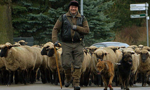 Der Wanderschäfer © FÖN e.V.