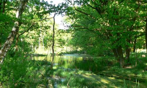 Blick ins Glasermoor