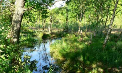 Glasermoor bei Kritzow