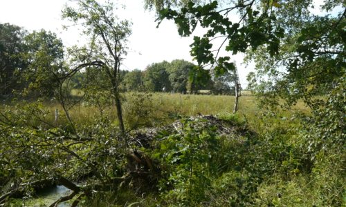 Biberburg Glasermoor