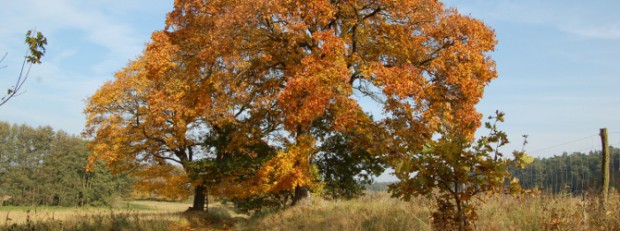 Der Sommer geht zu Ende und der Herbst übernimmt die Herrschaft im Naturpark.