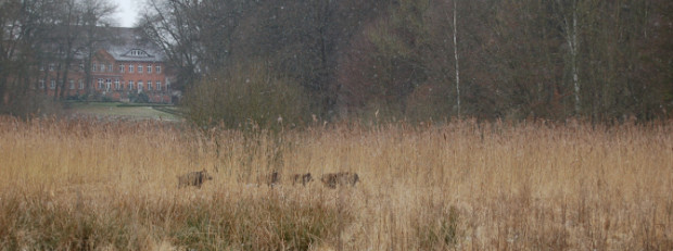 Wildschweine im Naturpark Sternberger Seenland - Copyright: Jan Lippke