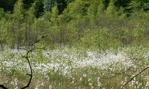 Moor mit Wollgras Copyright Naturpark Sternberger Seenland