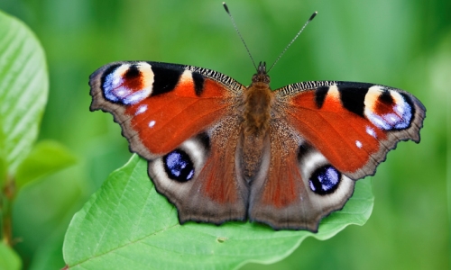 Tagpfauenauge Copyright: Udo Steinhäuser