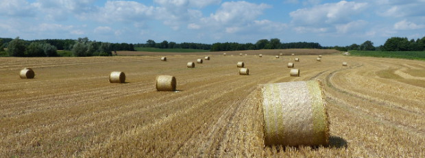 Stoppelacker bei Tempzin - Copyright: Naturpark Sternberger Seenland