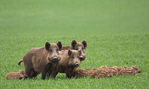 Wildschweine am Wegrand - Copyright: VDN/Conny W.