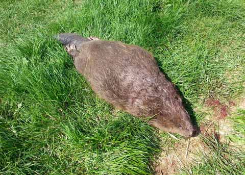 toter Biber Copyright: Mario Krüger