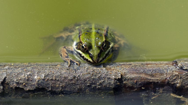 Frosch