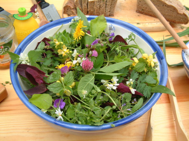 Wildkräuter - frisch und gesund - BA Beate Graumann