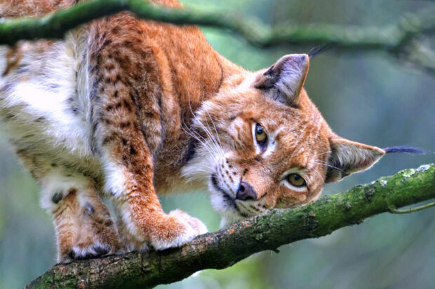 Der Luchs