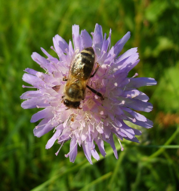 Wildpflanzen als wichtige Nahrungsquelle für Insekten