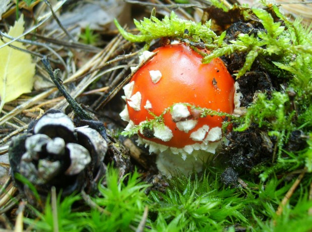 Versteckter Geselle im Moos