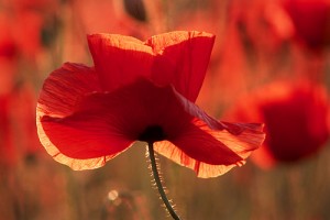 Klatschmohn/Wikipedia Lajsikonik